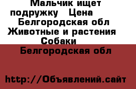 Мальчик ищет подружку › Цена ­ 100 - Белгородская обл. Животные и растения » Собаки   . Белгородская обл.